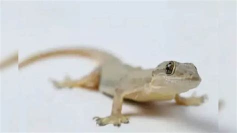 Lizard Repellent: শুধু ২ টাকা খরচ, বর্ষায় 'এই' দেশি ফর্মুলায় বানান ...