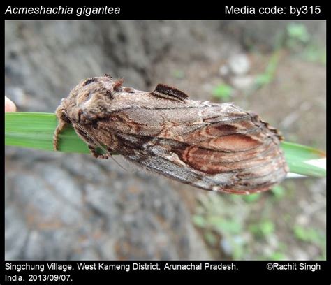 Acmeshachia gigantea (Elwes, 1890) - | Moths