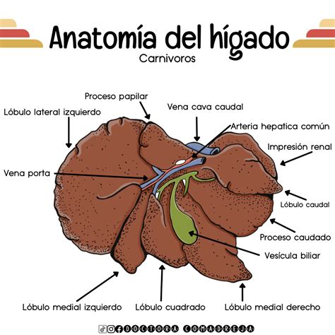 Anatomía del hígado de los carnívoros | Cosas de enfermeria, Medicina ...