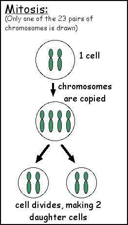 Draw the chromosomes in the cell as it undergoes mitosis answers ...