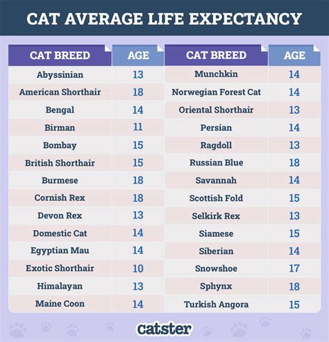 How Long Do American Shorthair Cats Live? Average Lifespan Data & Facts ...