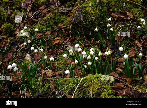 Image result for Spring Snowflake