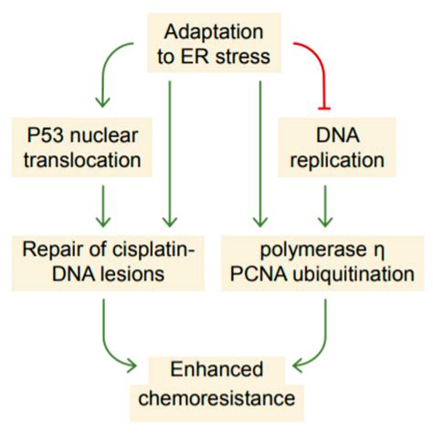 Adaptation to Endoplasmic Reticulum Stress Enhances Resistance of Oral ...