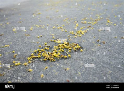 Image result for Pollen Coming Off Tree