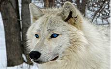 Wolf Wallpaper Blue by White Wolf Wallpapers Wallpaper Cave Wolf Wallpaper Blue