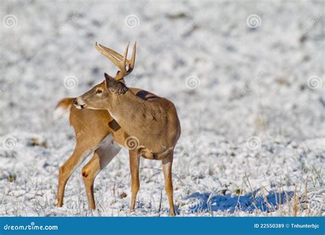 6 point buck stock image. Image of autumn, countryside - 22550389