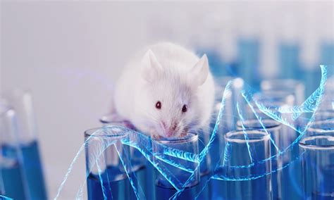 Mouse Model in Lab 的图像结果