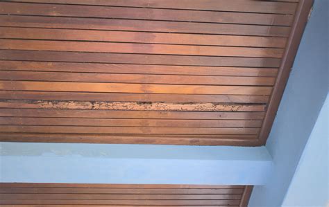 Signs of Termite Damage: How to Spot Damage in Wood