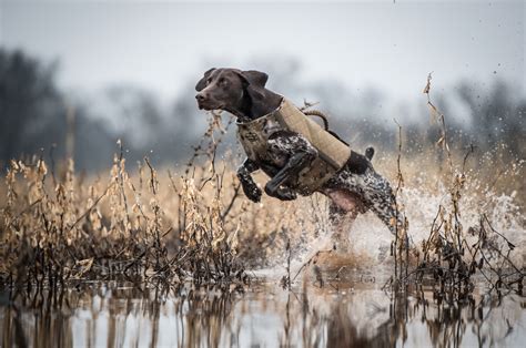 Sporting Dogs 的图像结果