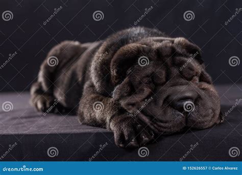 Black Shar Pei Dog