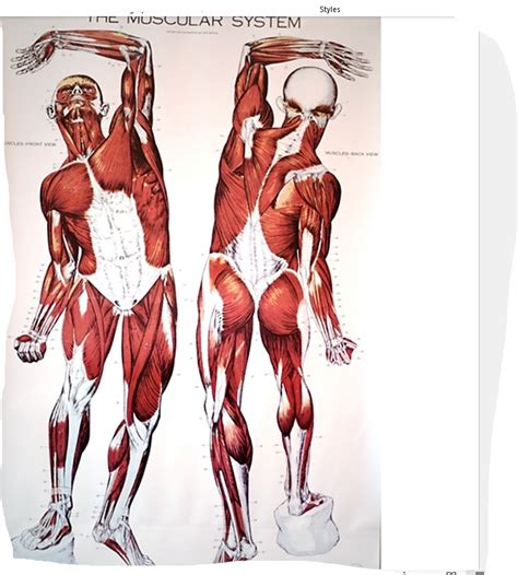Image result for Muscular System Tutorials