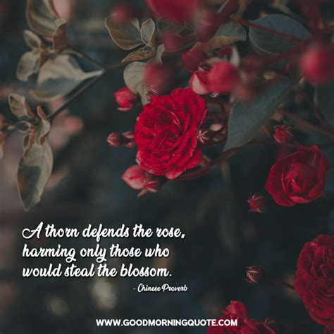 Inspiring and Beautiful Rose Quotes With Images - Good Morning Quotes