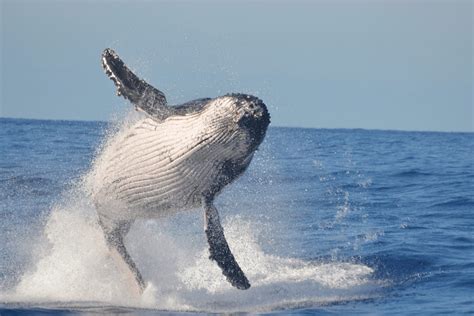 Behavior Of Whales