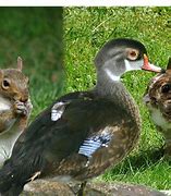 Image result for Cartoon Spring Bunny and Ducks