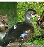 Image result for Duck Hugging Bunny