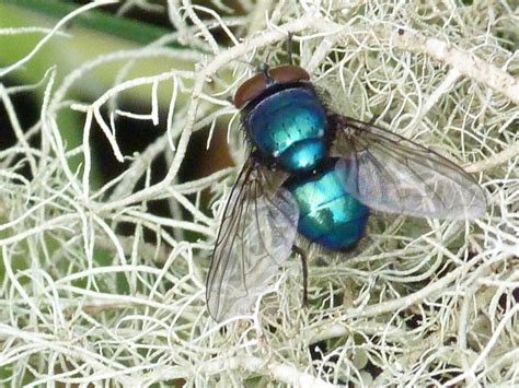 Lisi's Nature Pix: beautiful blue bottle fly sitting on lichen