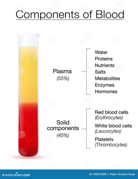 Blood Components Red White Blood Cells Plasma Chart Stock Vector - Illustration of medical ...