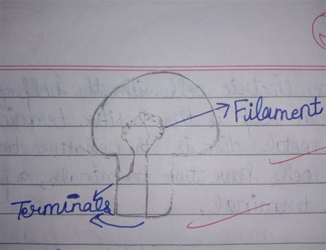DRAW THE STURCTER OF BLUB - Brainly.in