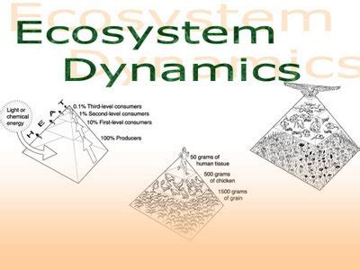 Image result for Topic 2 Ecosystem Dynamics Summary Notes