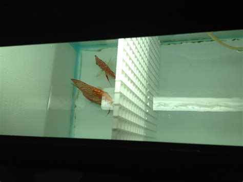 Image result for Discus Albinos