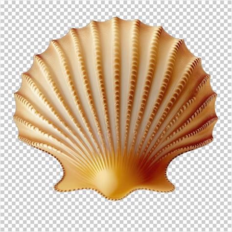 Image result for Shell Icon Transparent Background