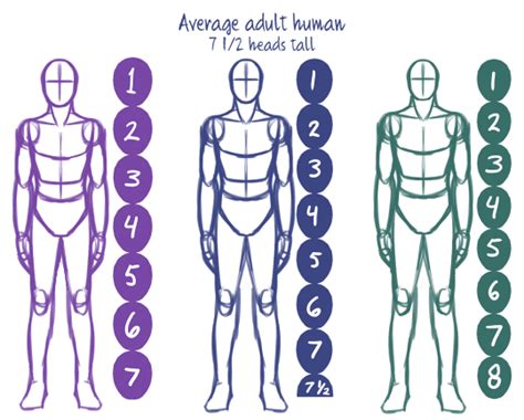 How To Draw A Human Body Proportions