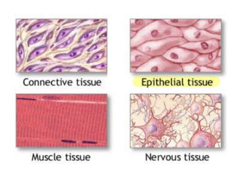 Image result for Identifying Tissue Types