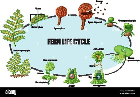 Image result for Fern Reproduction Cycle