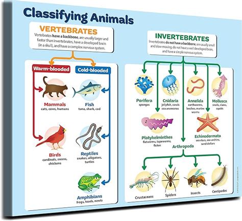 Image result for Common Animals Classification Chart