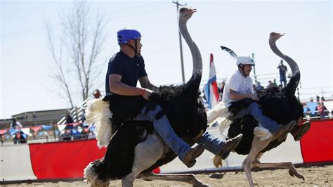Forget cars or horses, real-life wacky races are on ostriches! - CBBC Newsround