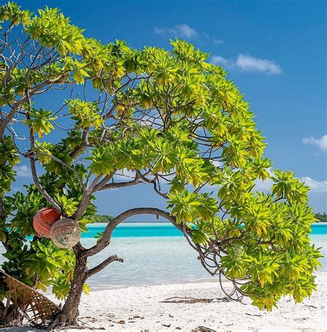 PENSION HOTU (Tikehau) - Guesthouse Reviews & Photos - Tripadvisor