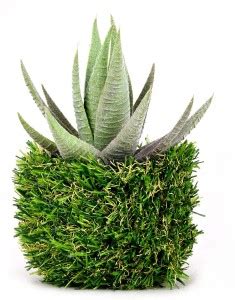@Home by nilkamal Algae Aloevera Potted Plant Artificial Plant with Pot ...