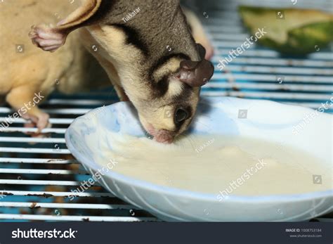 Petaurus Breviceps Sugar Glider Special Pet Stock Photo 1008753184 ...