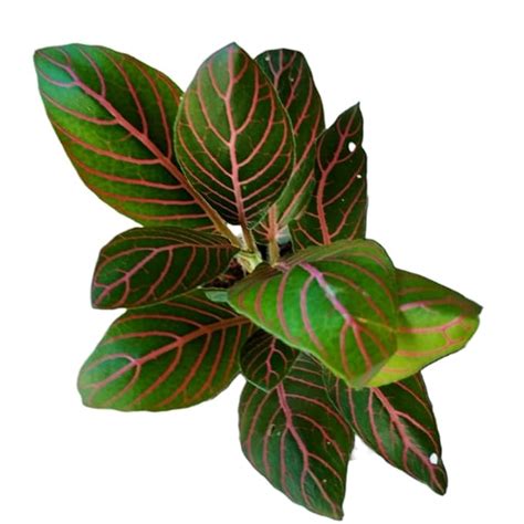 Himadri Aquatics and Gardens Fittonia Dark Green Leaf with Red Veins ...
