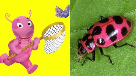 Image result for Backyardigans Animals