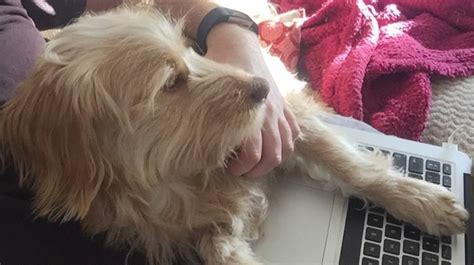 Image result for Cockapoo Rescue Dogs