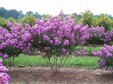 lilac tree 35 lilac crape myrtle tree shrub flower seeds drought lilac tree 35 lilac crape myrtle tree shrub flower seeds drought