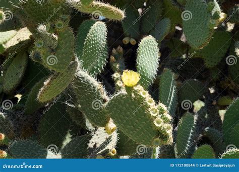 Opuntia or Prickly Pear, a Genus in the Cactus Family, Cactaceae Stock ...