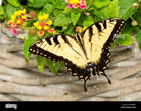 Male Eastern Tiger Swallowtail butterfly feeding on Lantana flowers in ...