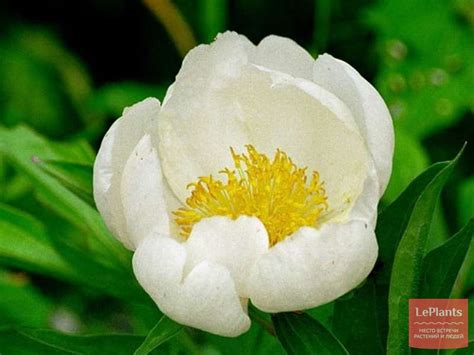 Пион молочноцветковый (Paeonia lactiflora) — описание, выращивание ...