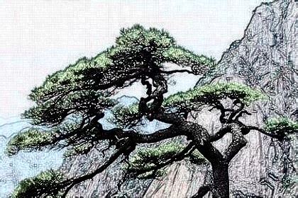 梦见松树是什么意思 预兆好不好 - 周公解梦