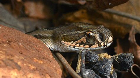 Image result for King Cobra Reticulated Python