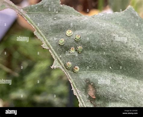 Do Morpho Butterfly Lay Eggs at Rebecca Rivas blog