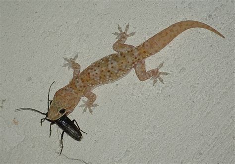 Image result for Gecko vs Cockroach