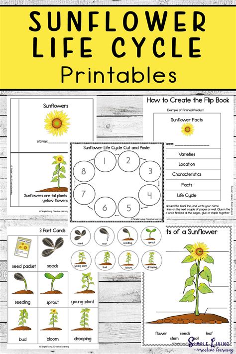 Sunflower Life Cycle Printables - Simple Living. Creative Learning