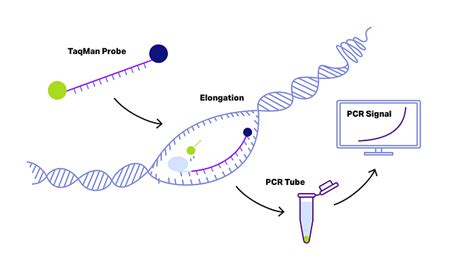Image result for TaqMan Probe Structure