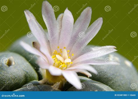 Blooming Lophophora Williamsii - Peyote Cactus Stock Image - Image of ...