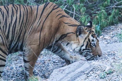 Two Injured in Tiger Attack at Upper Langtha Village in Golaghat