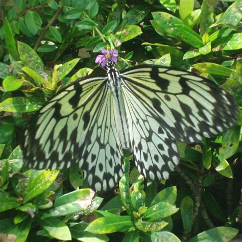 BUTTERFLY SANCTUARY AT MAMBUKAL RESORT (2026) All You Need to Know ...