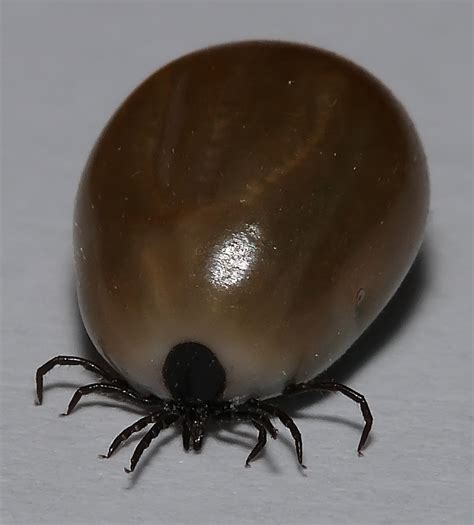 Tick Chart TOS 的图像结果